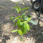 Quercus fusiformis Hoja
