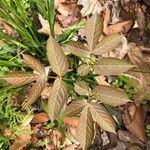 Aralia nudicaulis Folio