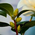 Camellia japonica Φύλλο