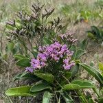 Limonium vulgareFlower