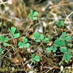 Marsilea strigosa عادت داشتن