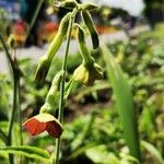 Nicotiana alata Blomma