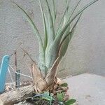 Tillandsia fasciculata ᱛᱟᱦᱮᱸ