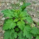 Nicandra physalodes Hoja