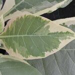 Nicotiana tomentosa Blad