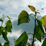 Populus heterophylla Blad