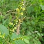 Mallotus oppositifolius ফুল