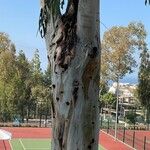 Eucalyptus tereticornis 樹皮