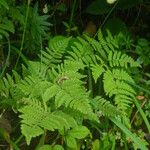 Gymnocarpium robertianum Hoja