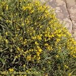 Cytisus balansae Habitus