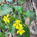Goodenia ovata Blomst