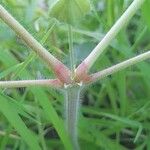 Geranium mascatense Corteccia