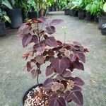 Oxalis hedysaroides Leaf