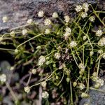 Sagina saginoides Blomma