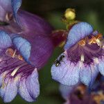 Penstemon laetus Flor