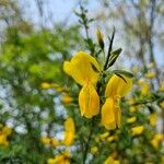 Cytisus scoparius Flower