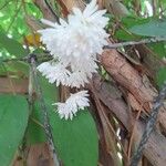 Deutzia scabra Thunb.Blodyn