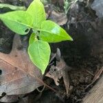 Mirabilis longiflora Leaf