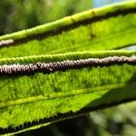 Angiopteris evecta ഫലം