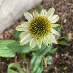 Echinacea pallida Virág