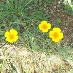 Eschscholzia californicaBlüte