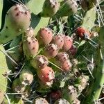 Opuntia elata List