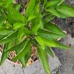 Solanum muricatumLeaf