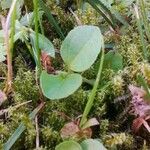 Epigaea repens Leaf