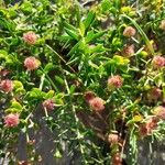 Euphorbia fragifera Flower