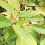 Ligustrum obtusifolium Leaf