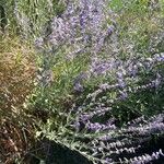 Salvia yangii Flower