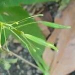 Impatiens parviflora ഫലം