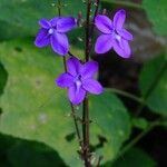 Pseuderanthemum alatum (Nees) Radlk.Flower