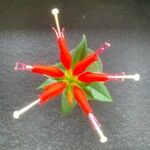 Aeschynanthus radicans Flower