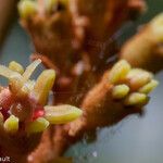 Podonephelium homei Blüte