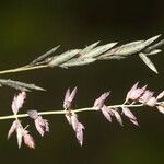 Eragrostis elongata Fruit