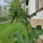 Rumex confertus Blad