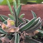 Euphorbia cylindrifolia 花