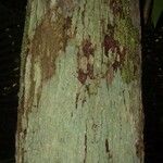 Corythophora rimosa Ŝelo