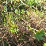 Galium lucidum List