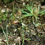 Carex lachenalii Hábito