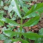 Melicoccus bijugatus Leaf