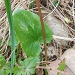 Ranunculus ficaria Leaf