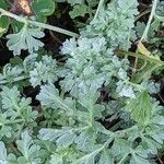 Artemisia absinthium Leaf