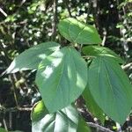 Boehmeria grandis Leaf