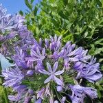 Agapanthus praecoxFlower