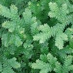 Selaginella kraussiana Levél