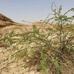 Vachellia etbaica Hábito