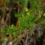 Castilleja integrifolia Листок