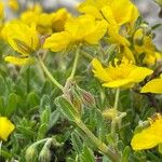 Helianthemum oelandicum عادت داشتن